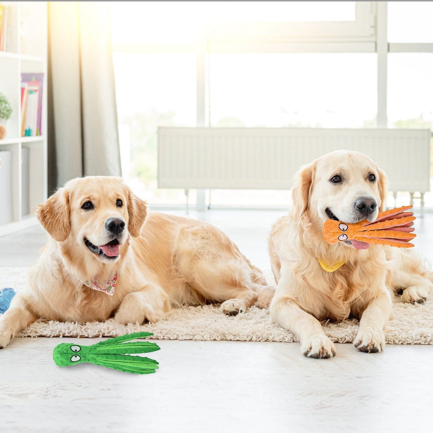 Two golden retrievers indoors with one carrying an orange octopus toy and another near a green toy on the floor