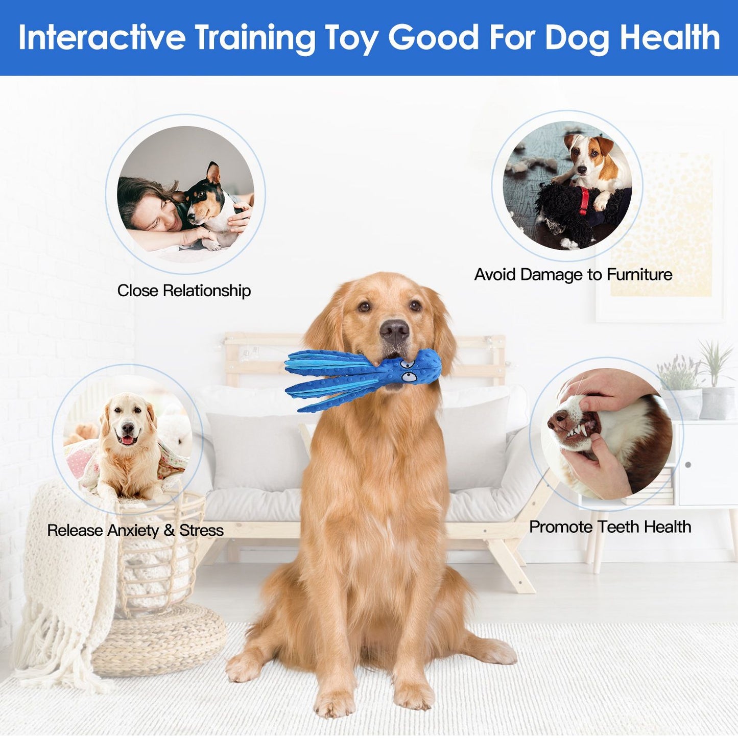 Golden retriever seated holding a blue octopus toy with icons representing health and training benefits