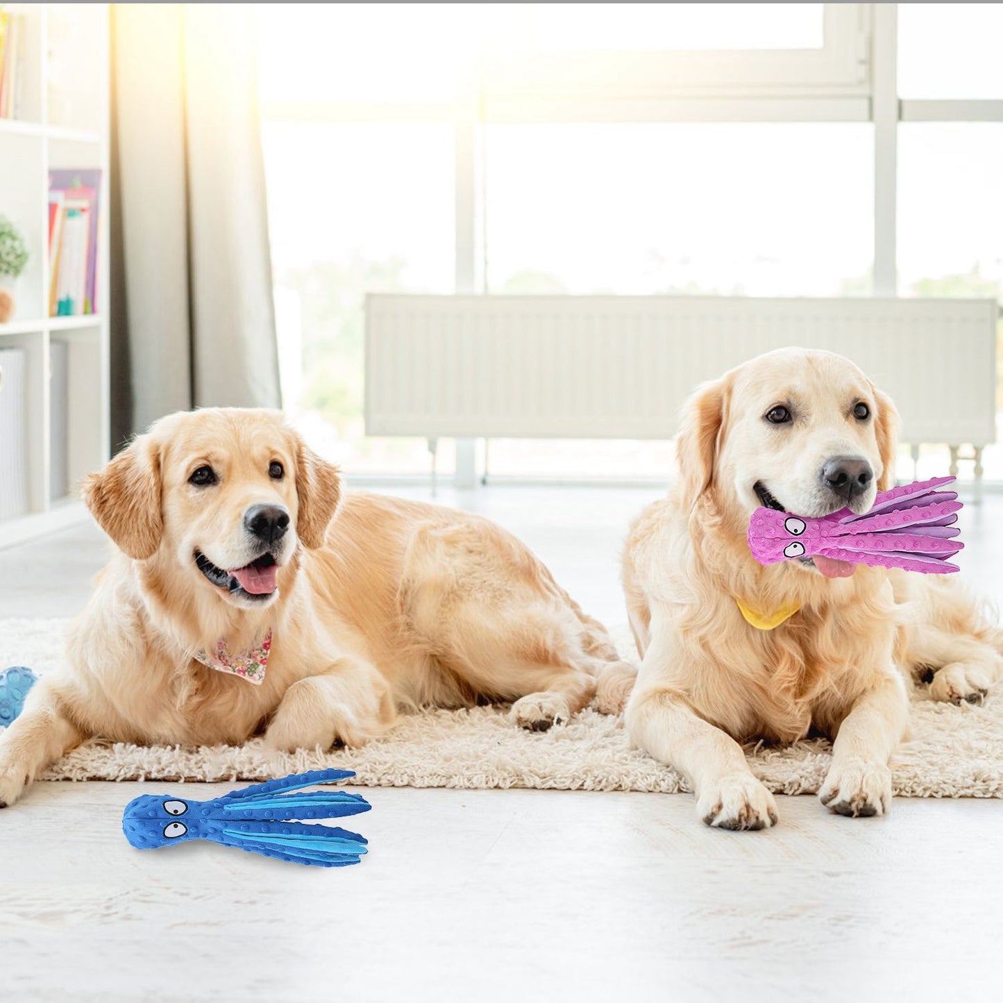 Two golden retrievers in a living room with one carrying a pink octopus toy and another toy on the floor nearby