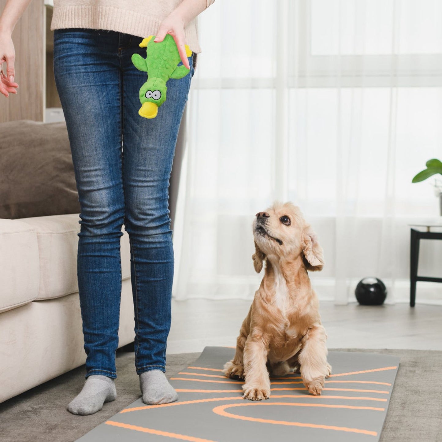 Person holding green duck plush while small dog sits attentively ready to play