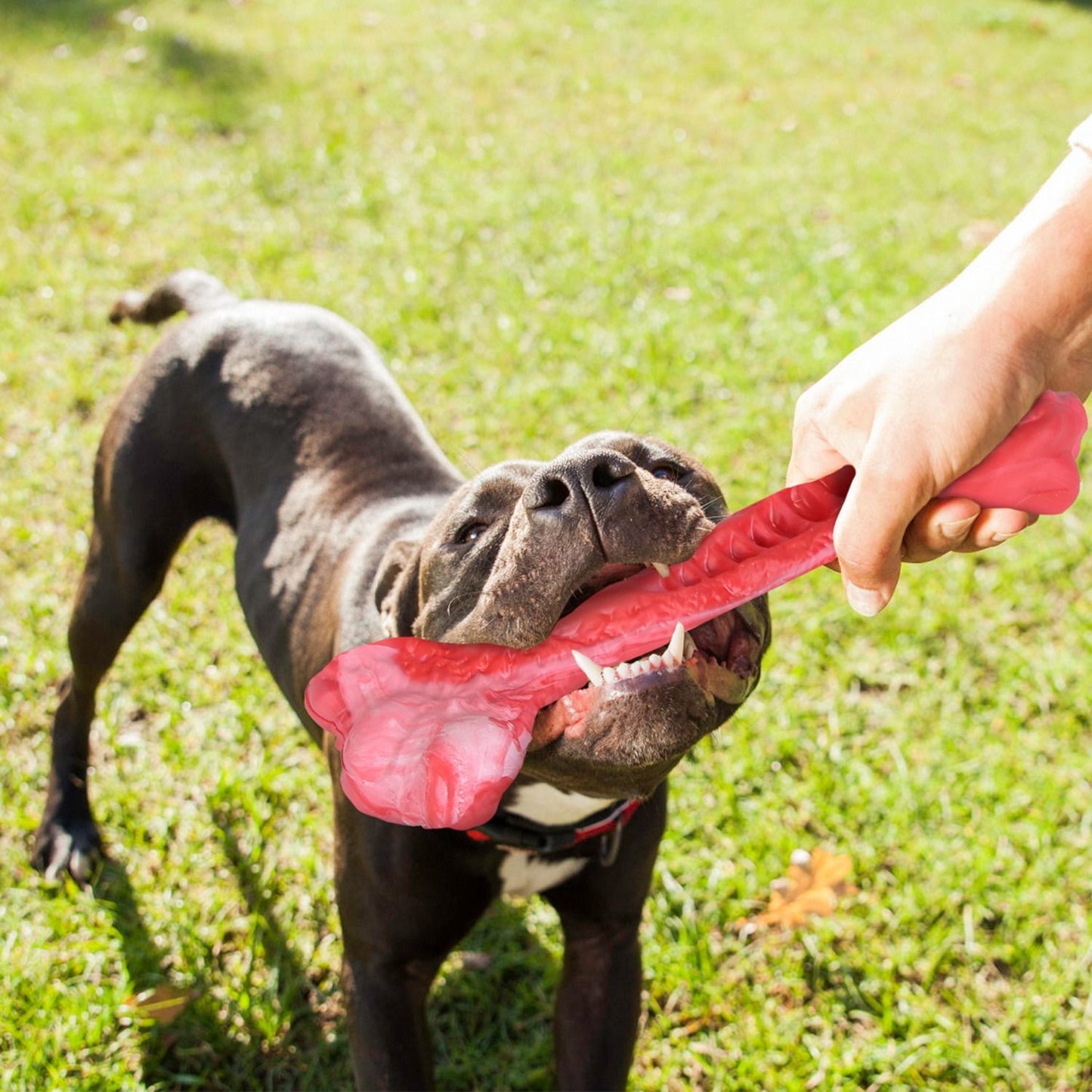 Dog tugging a red rubber bone toy outdoors held by a person to show toughness