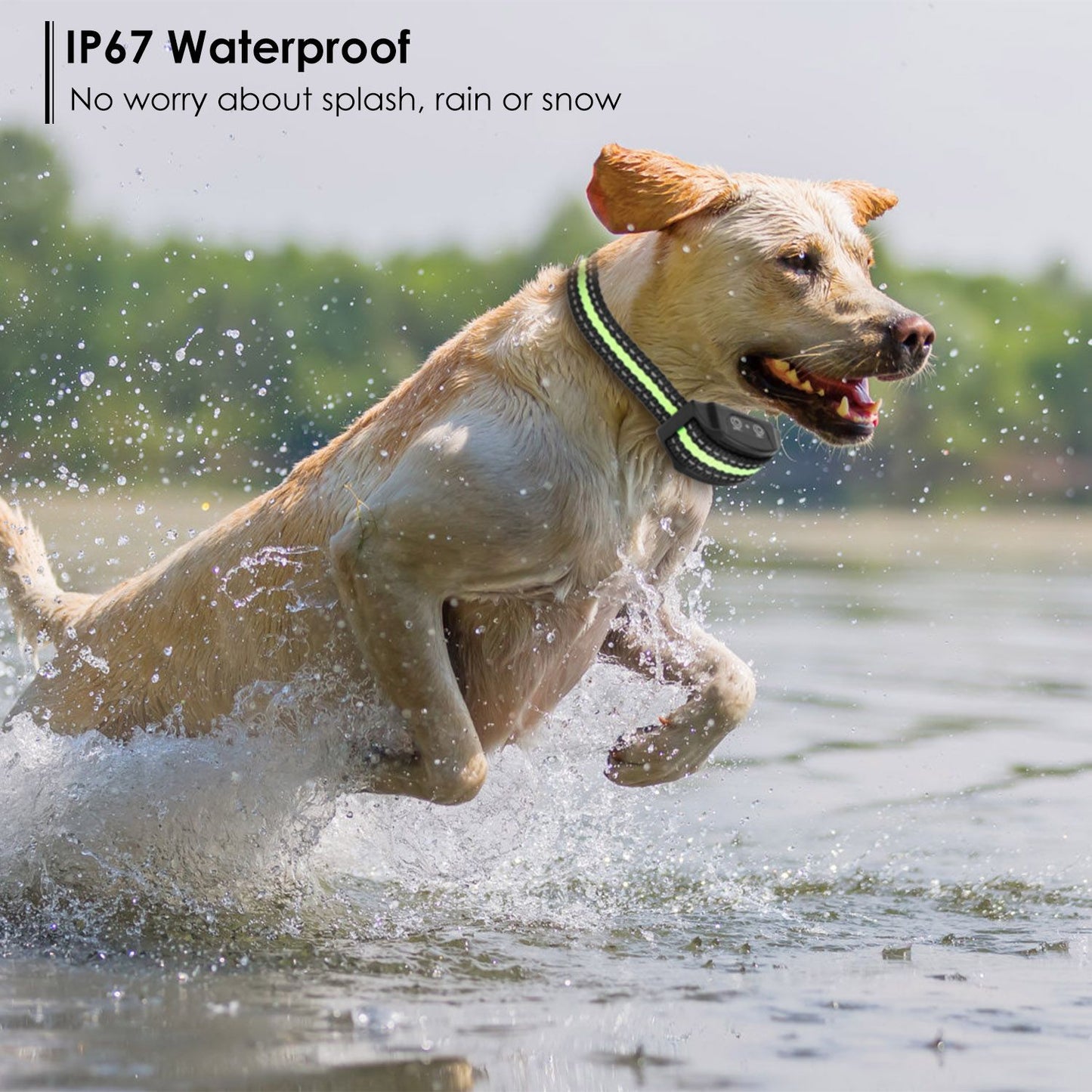 Yellow Labrador splashing through water wearing reflective waterproof anti-bark collar
