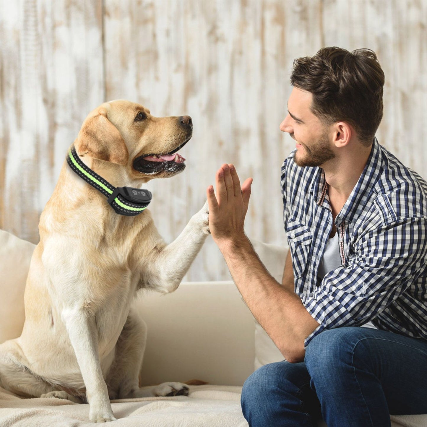 Dog on couch wearing anti-bark collar giving paw to owner demonstrating training use