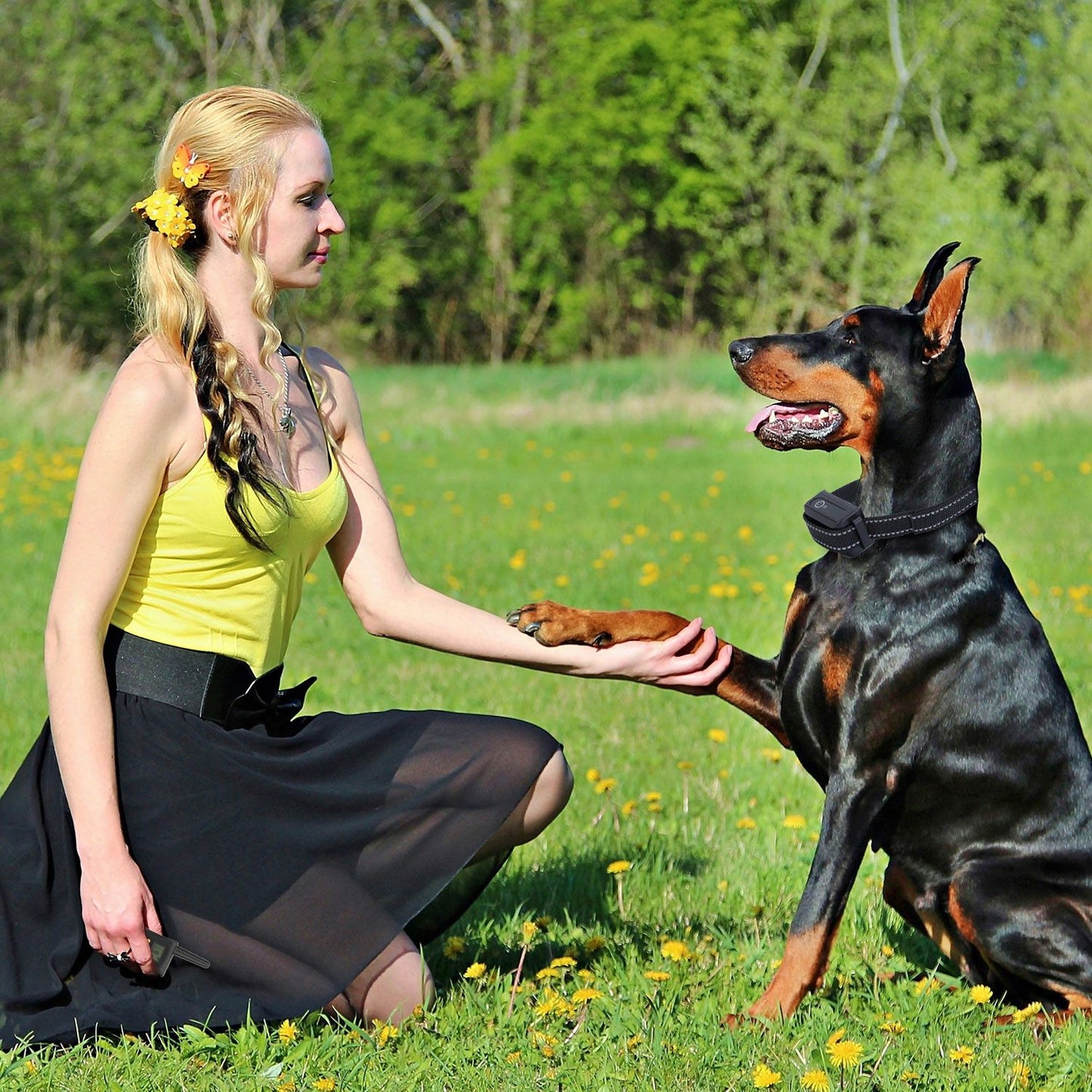 Person kneeling in a field training a large dog wearing the receiver collar