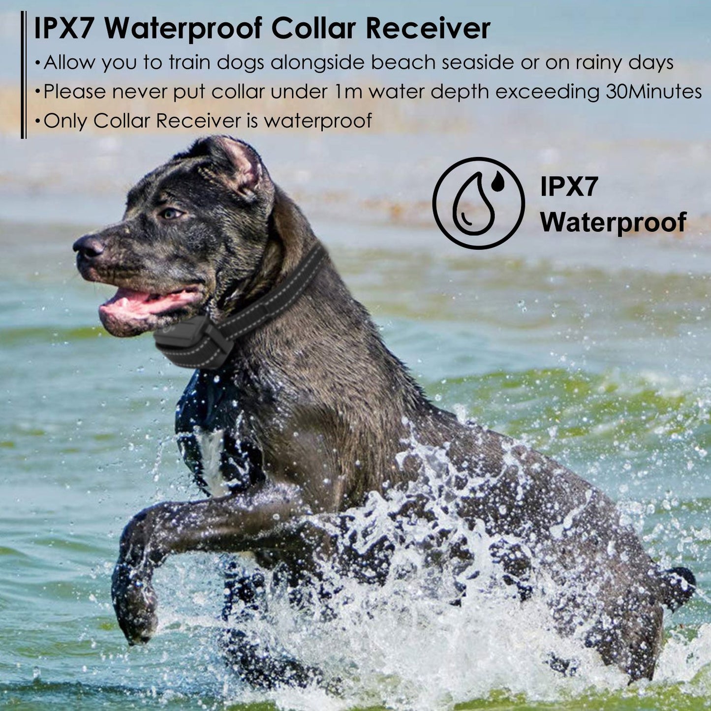 Large dog splashing in water wearing the waterproof collar receiver labeled IPX7