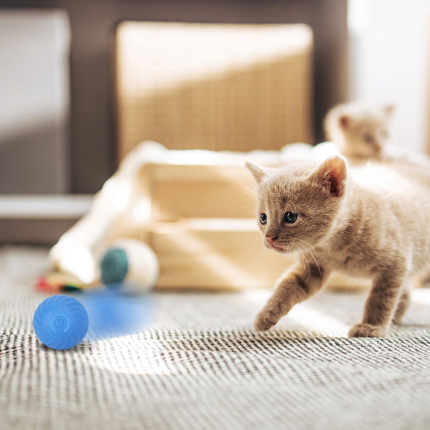 Kitten chasing a rechargeable blue rolling ball on low-pile carpet