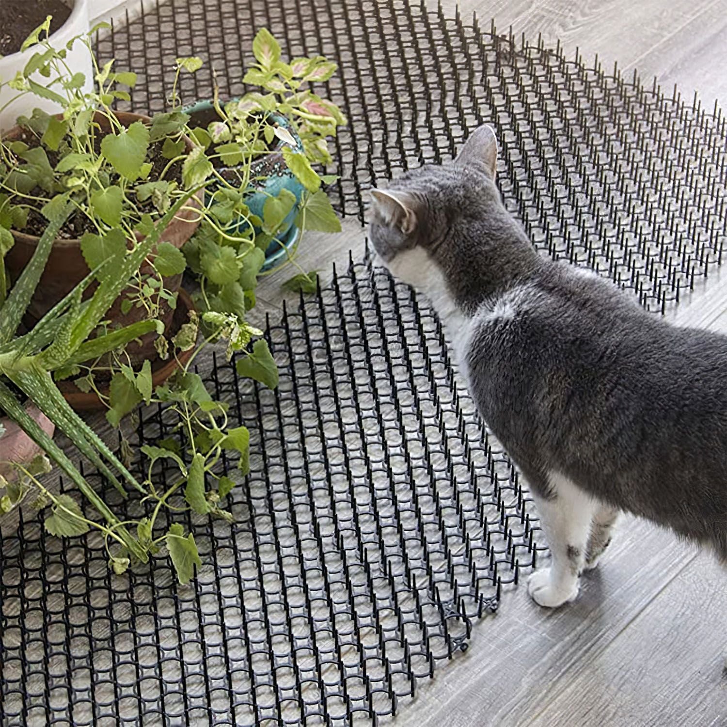 Cat sniffing multiple spike mat panels placed on the floor near potted plants