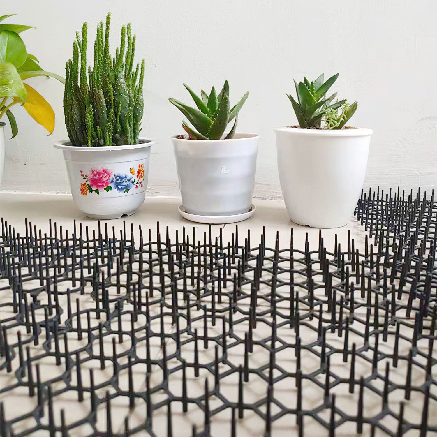 Low-angle view of spike mats under small potted succulents showing spike density