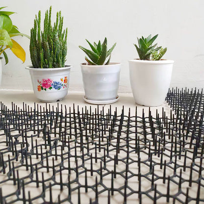 Low-angle view of spike mats under small potted succulents showing spike density