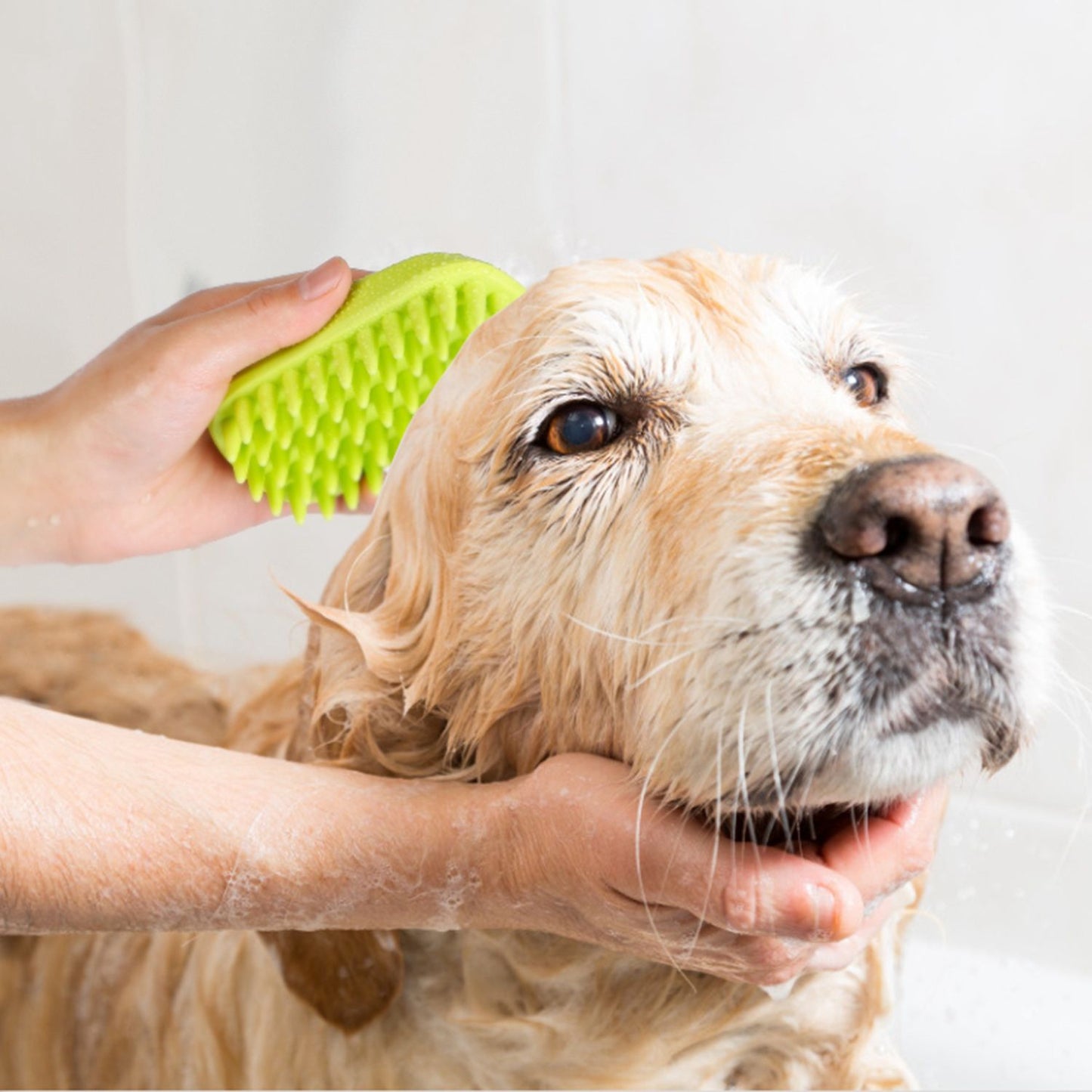 Green silicone massage brush gently used to scrub and soothe a large dog’s head and neck