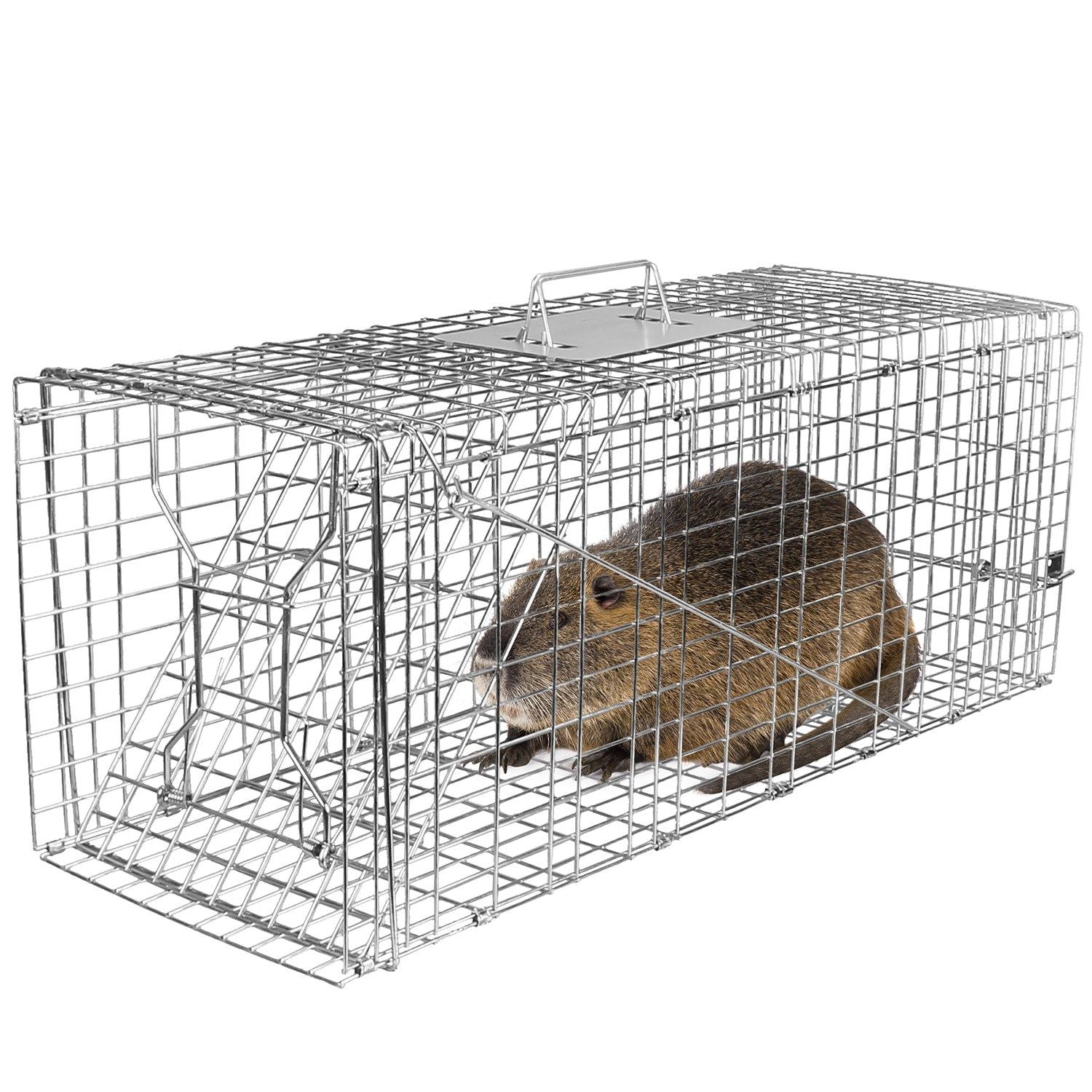 Galvanized live-animal trap cage with spring front door and a captured rodent inside
