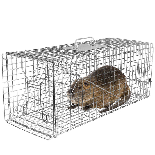Galvanized live-animal trap cage with spring front door and a captured rodent inside