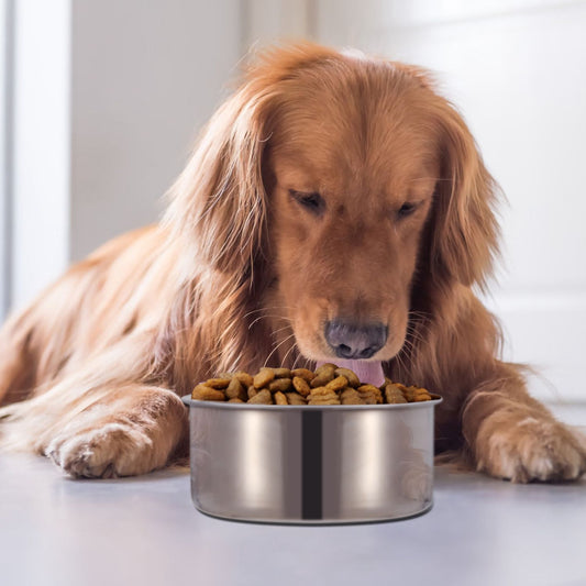 Stainless steel pet bowl filled with dry kibble in front of a lying golden retriever