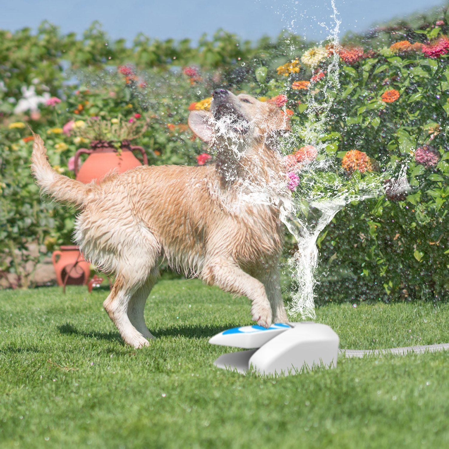 Large dog splashing through high water stream from step‑on sprinkler in a backyard garden