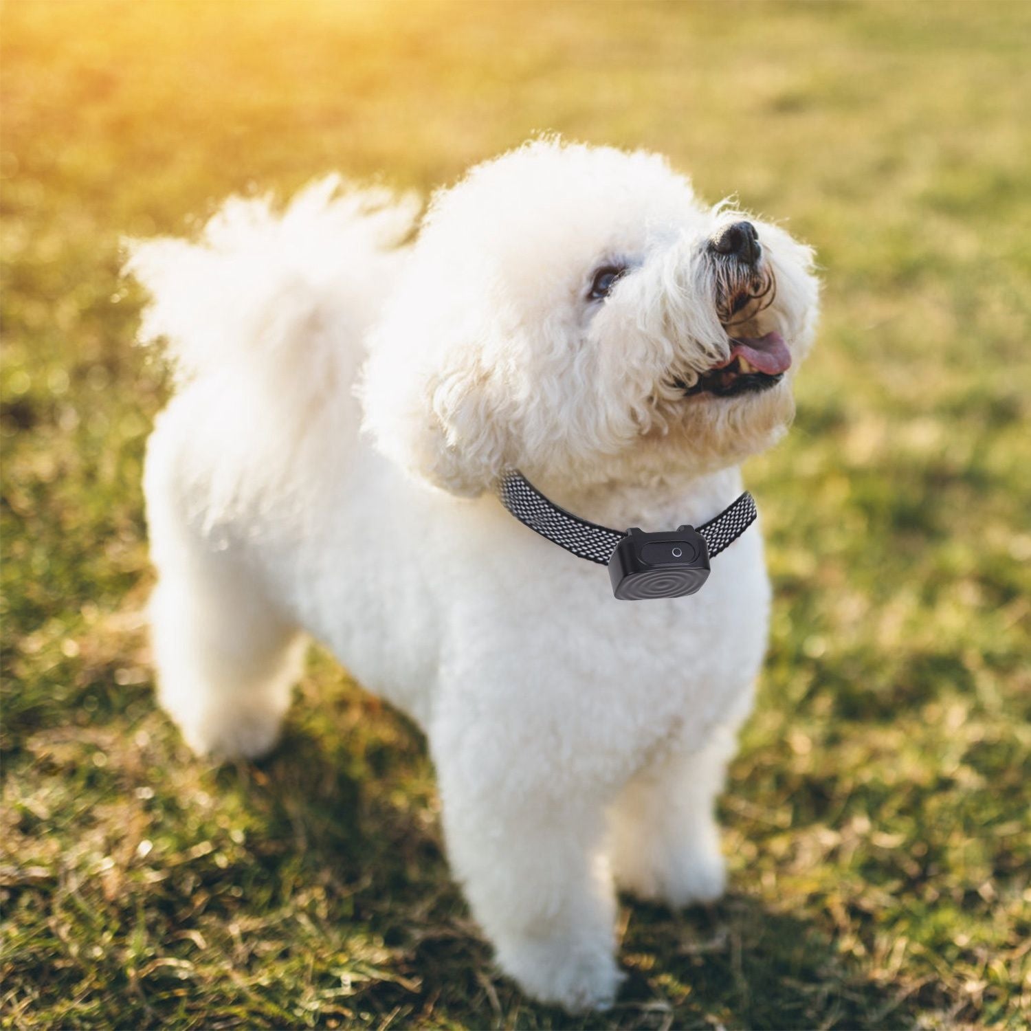 Small white fluffy dog wearing anti-bark collar outdoors