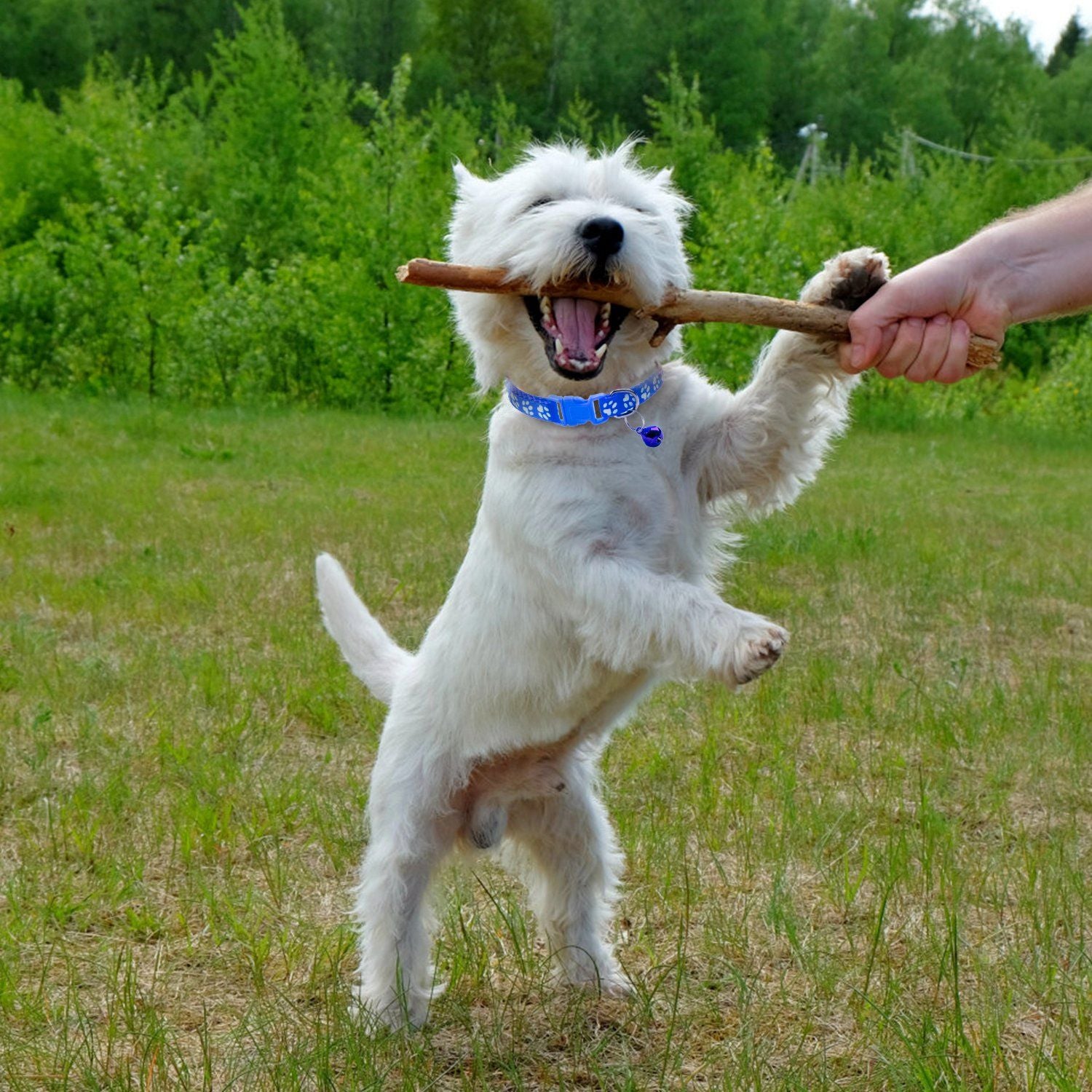 Small white dog jumping in grass while wearing a blue paw-print collar with bell