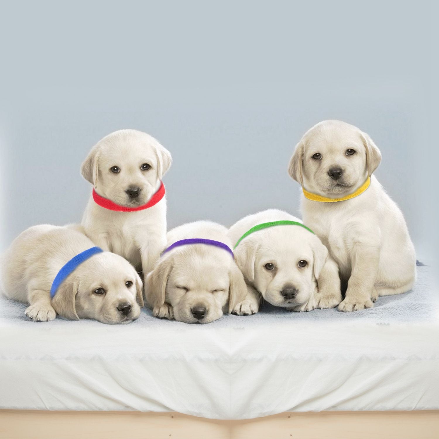 Group of four puppies wearing different colored ID collars lying and sitting together