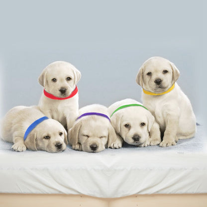 Group of four puppies wearing different colored ID collars lying and sitting together