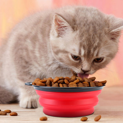 Gray cat eating dry food from a red collapsible travel bowl on a table