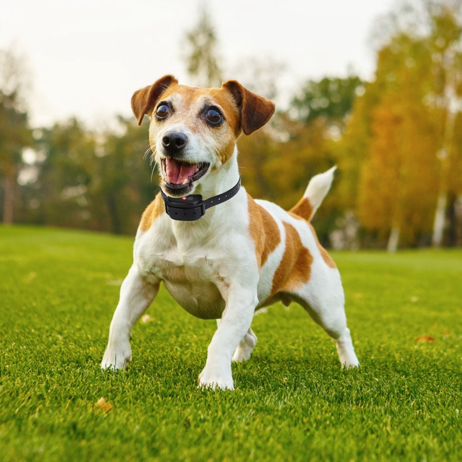 Small energetic dog wearing the black training collar receiver fitted around its neck in grass