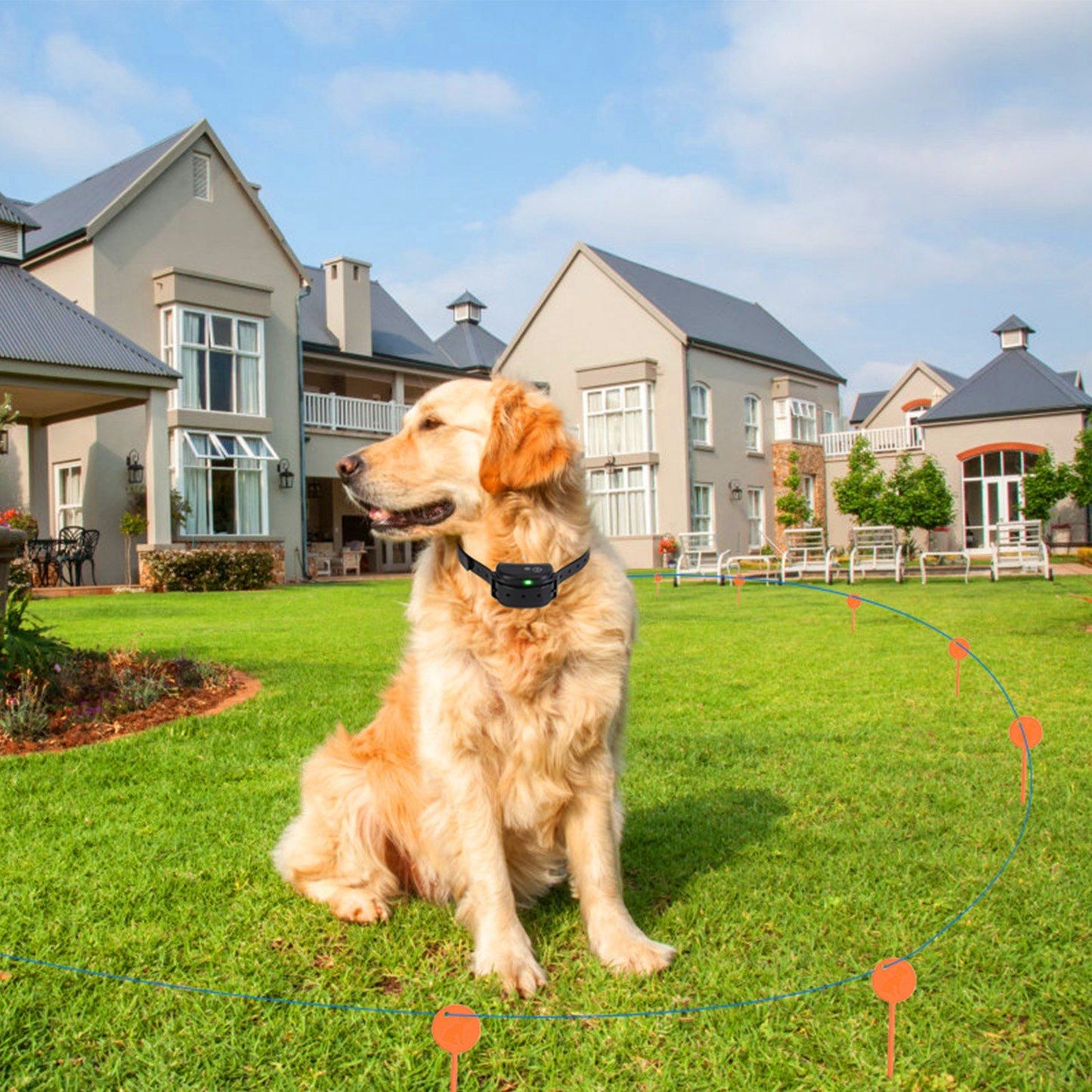 Golden retriever wearing receiver collar sitting inside flagged underground boundary on lawn