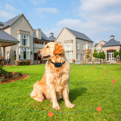 Golden retriever wearing receiver collar sitting inside flagged underground boundary on lawn