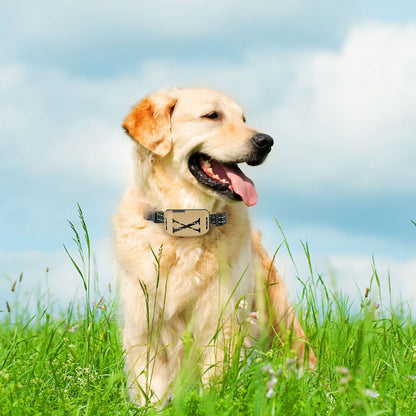 Medium dog wearing gold receiver collar in grass, showing fit and reflective strap