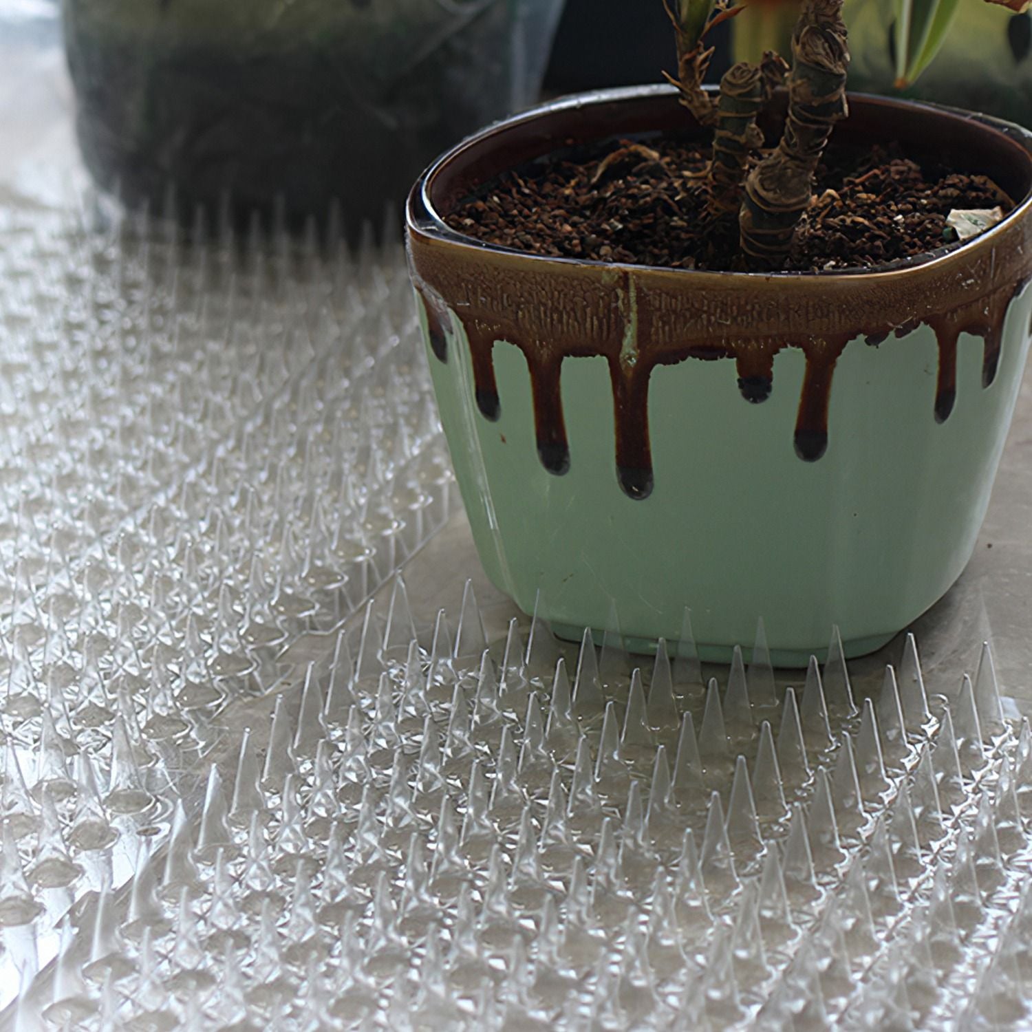 Plant pot sitting on a clear spiked mat used under pots to deter cats