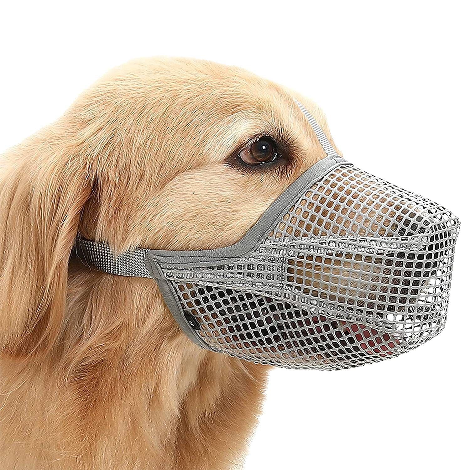 Golden retriever wearing grey breathable mesh dog muzzle with adjustable straps