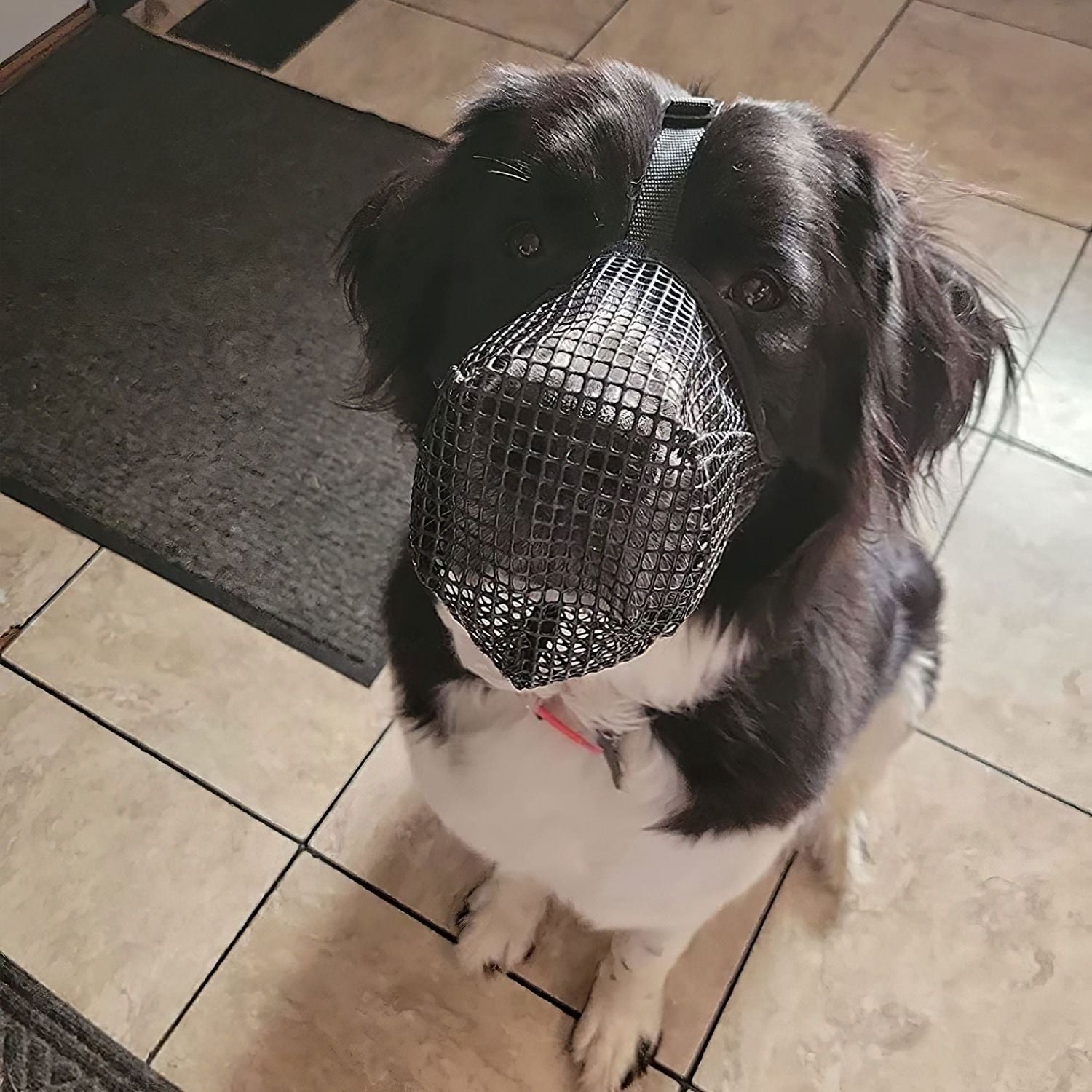 Black and white dog seated indoors wearing black mesh muzzle showing fit and strap placement