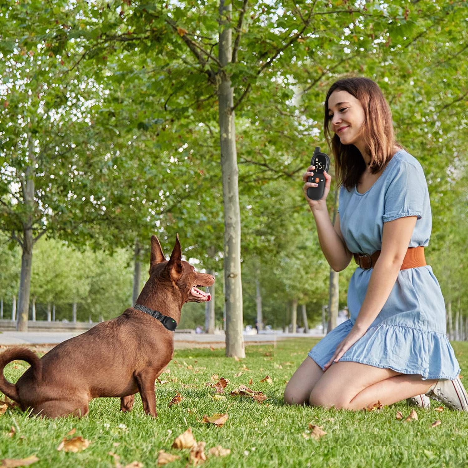 Person using remote to train seated dog wearing receiver collar in a park