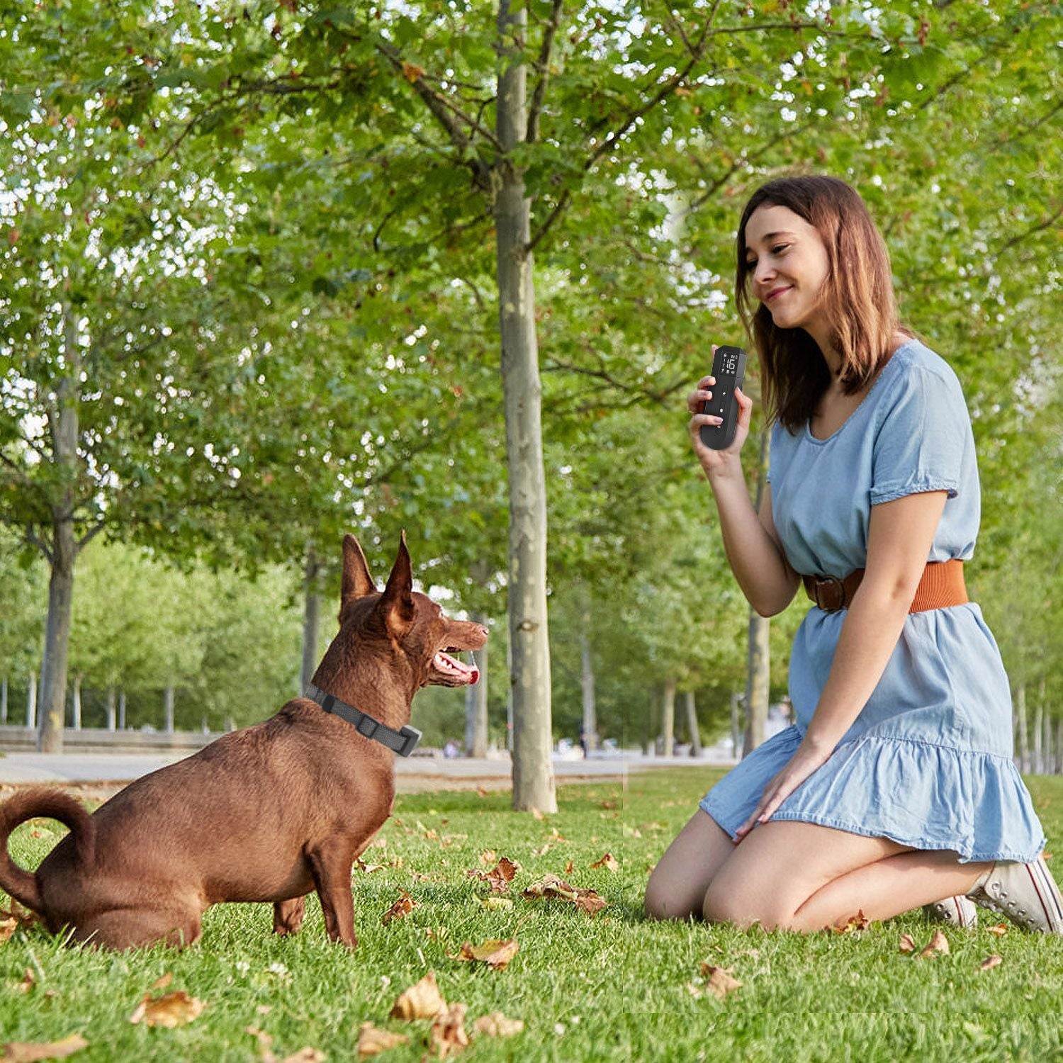 Person kneeling in park holding transmitter while a brown dog sits and watches attentively
