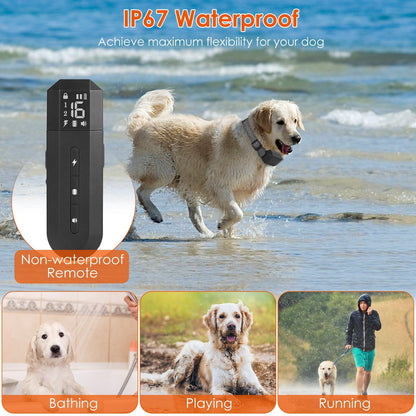 Dog wearing waterproof receiver collar walking in shallow water at the beach
