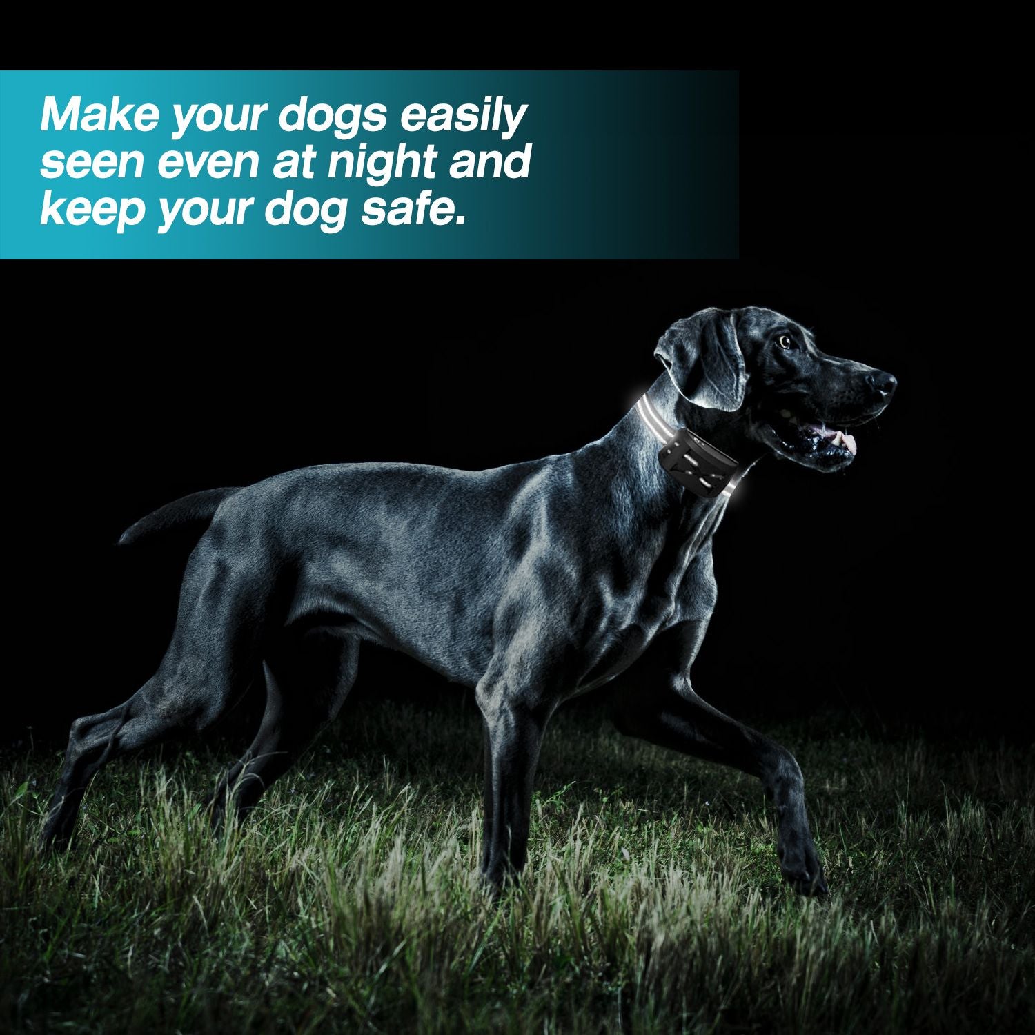 black dog at night wearing reflective receiver collar to highlight visibility and safety