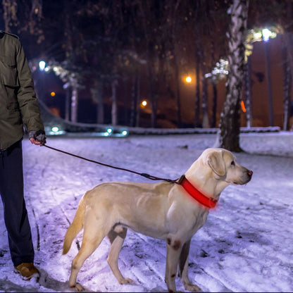 Dog on snowy path at night wearing glowing red LED collar on leash