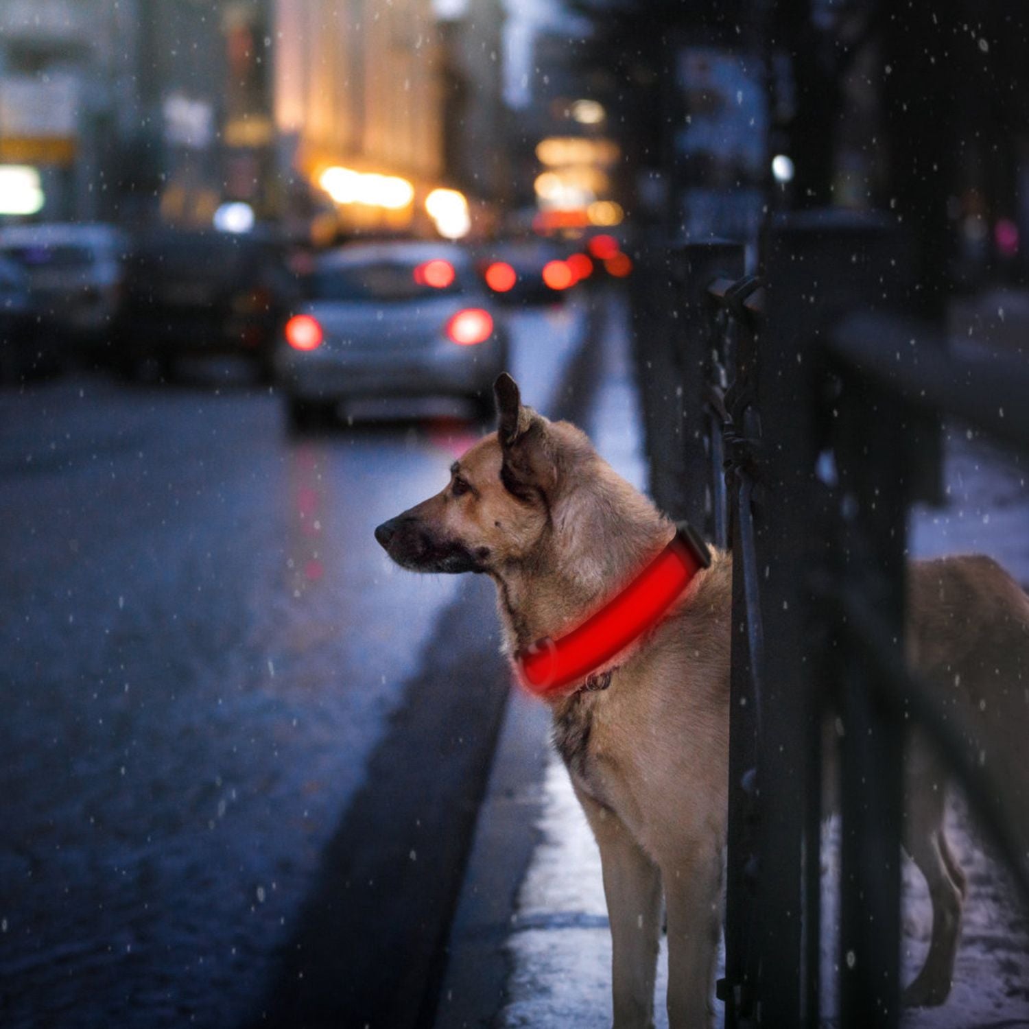 Dog near city curb at night wearing bright red illuminated LED collar with traffic lights behind