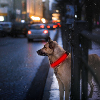 Dog near city curb at night wearing bright red illuminated LED collar with traffic lights behind