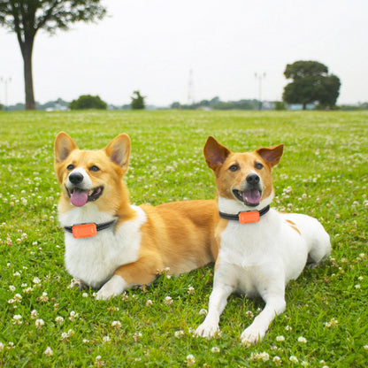 Two dogs on grass wearing adjustable black reflective collars with orange receivers