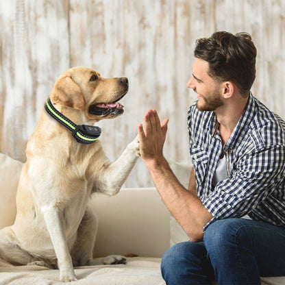 Dog on couch wearing anti-bark collar giving paw to owner demonstrating training use