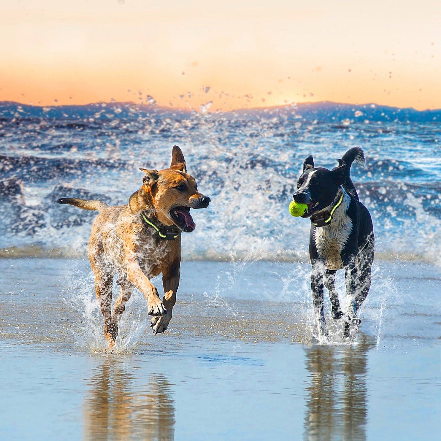 two dogs wearing reflective collars running on the beach at sunset