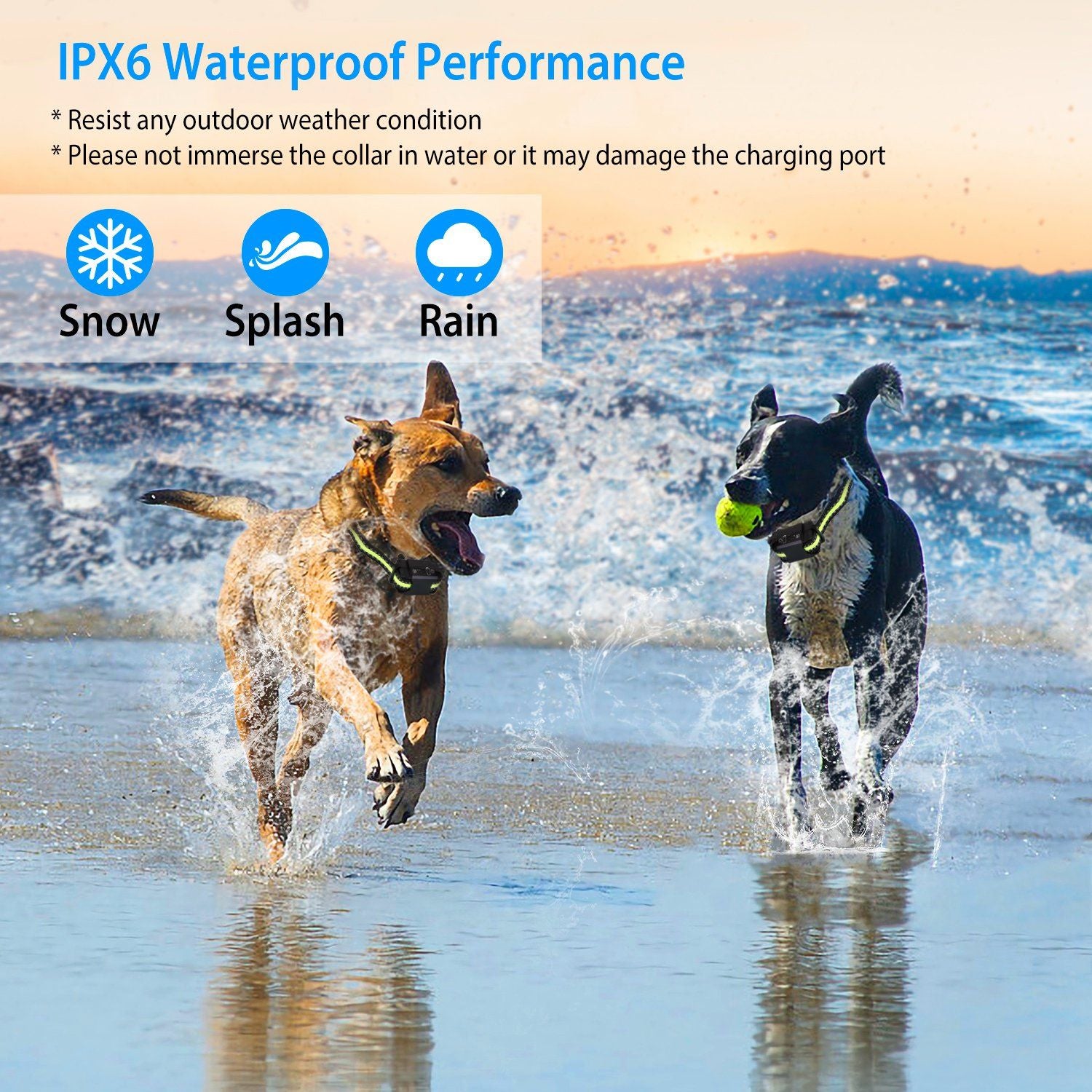 two dogs wearing reflective collars running and splashing at the beach showing splash resistance