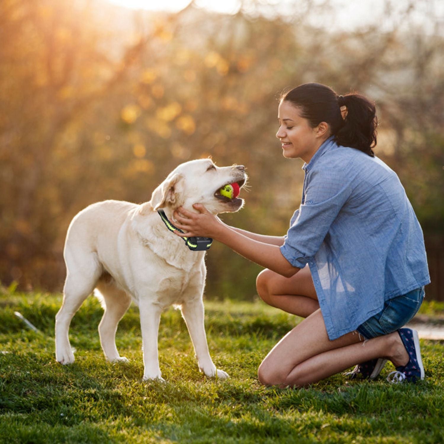 dog wearing training collar playing with owner in park during ball fetch