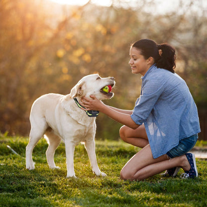 dog wearing training collar playing with owner in park during ball fetch