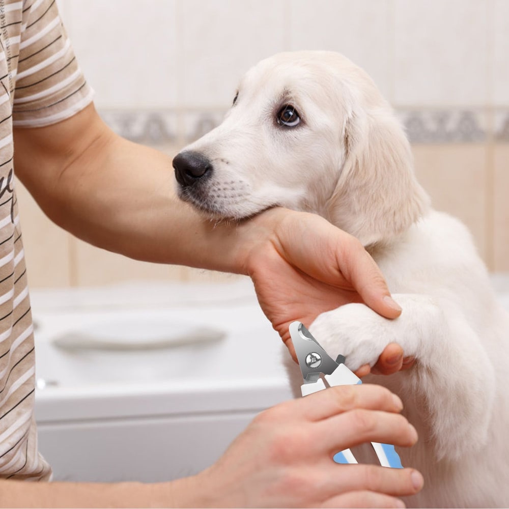 Person gently holding the paw of a golden retriever puppy while using pet nail clippers in a bright bathroom setting.