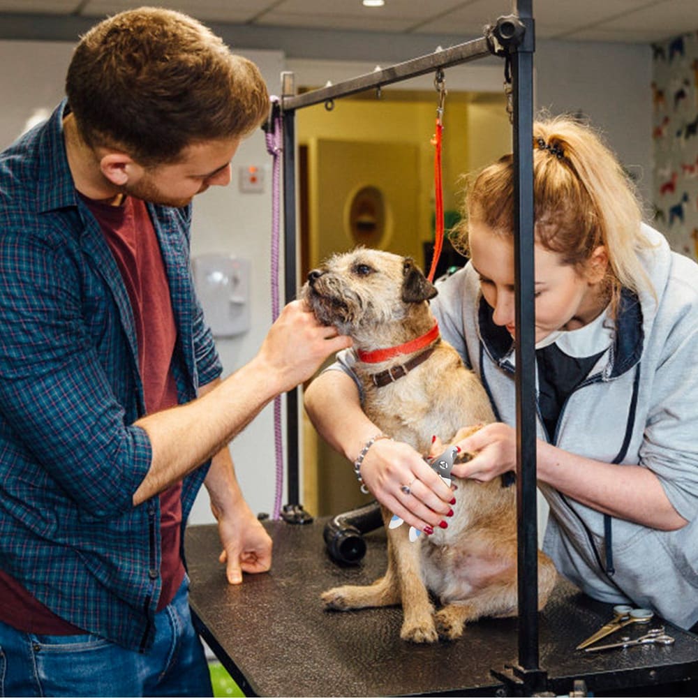 Dog grooming session with a small terrier breed on a grooming table, as a groomer trims its nails while the owner comforts the pet.