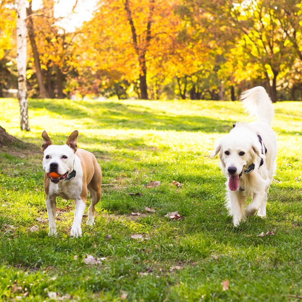 Two happy dogs, a mixed-breed pit bull with a orange ball and a golden retriever, playfully walking on green grass in a vibrant autumn park.