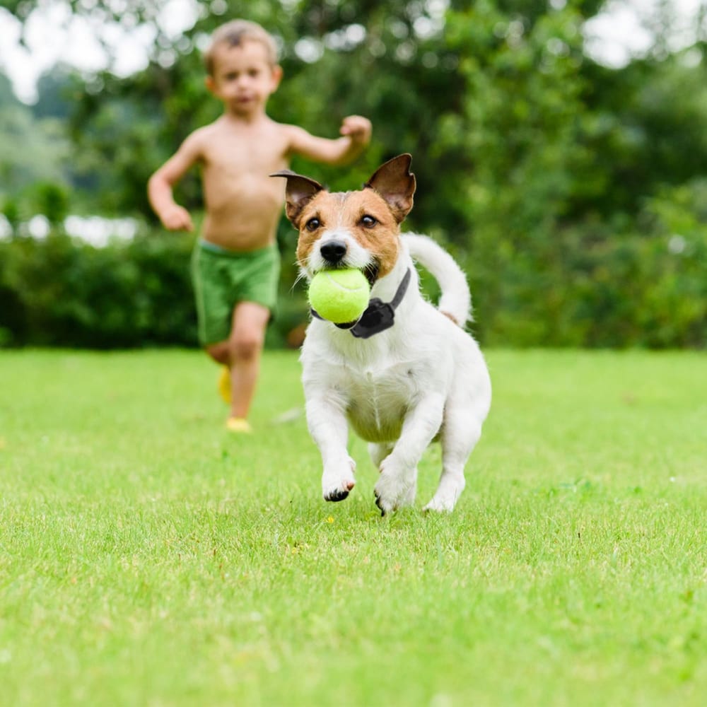 Happy dog running on green grass with a tennis ball in its mouth, playing fetch with a child in a sunny outdoor setting.